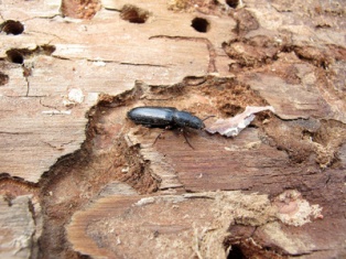 Le bois est sensible aux champignons ety aux insectes ? Vrai